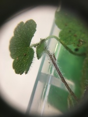 Hydrocotyle bowlesioides
