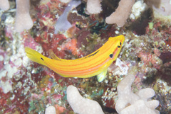 Bodianus bimaculatus