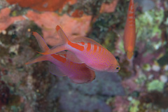 Pyronotanthias lori
