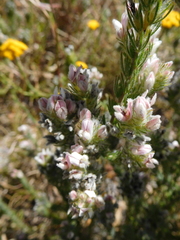 Aspalathus barbigera