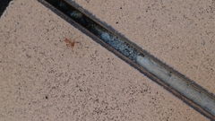 Oecophylla smaragdina
