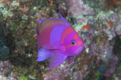 Pseudanthias pleurotaenia