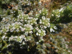 Aspalathus barbigera