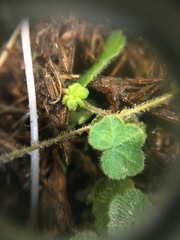 Hydrocotyle bowlesioides