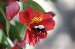 Trichothurgus dubius