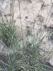 Eragrostis secundiflora