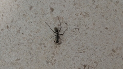 Camponotus