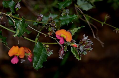 Chorizema cordatum, photograph 6