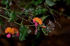 Chorizema cordatum, photograph (c) James (Jim) Duggan, some rights reserved (CC BY-SA)