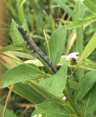 Melipotis famelica