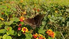 Papilio menatius victorinus