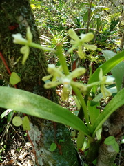 Prosthechea vespa