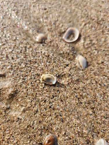 Emarginula striatula observed 2025-08-14