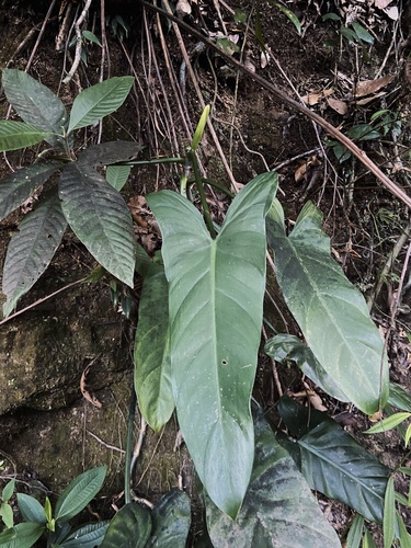 Silver Philodendron (Philodendron hastatum)