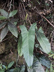 Silber-philodendron (Philodendron hastatum)
