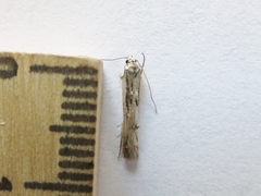 Blastodacna bicristatella