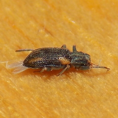 Stenelmis