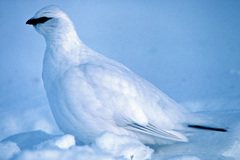 Lagopus muta macruros