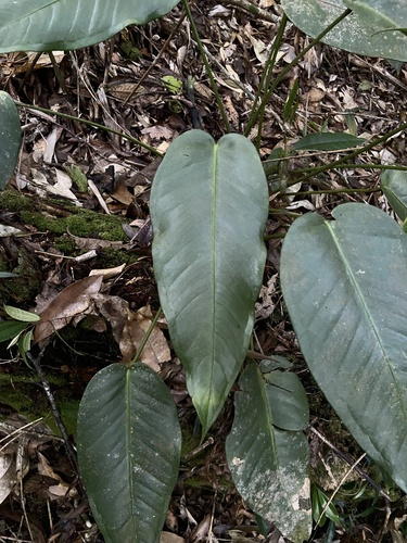 Anthurium lucidum