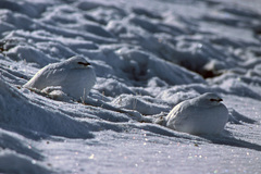 Lagopus muta macruros