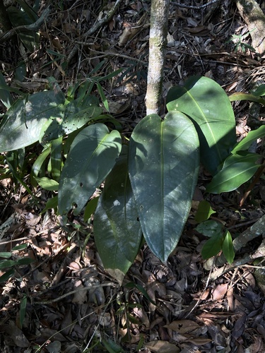 Anthurium lucidum, photograph 2