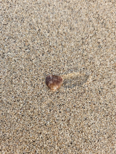 Notosaria nigricans observed 2025-08-14