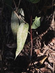 Alexandre Magno, CC BY, iNaturalist via GBIF Anthurium lucidum, photograph Alexandre Magno, CC BY, iNaturalist via GBIF
