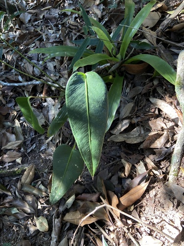 Anthurium lucidum, photograph 4