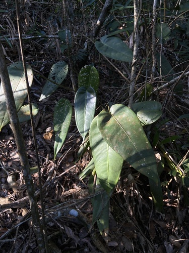 Anthurium lucidum, photograph 5