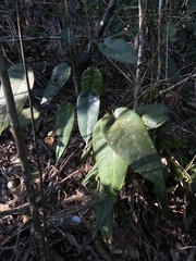 Alexandre Magno, CC BY, iNaturalist via GBIF Anthurium lucidum, photograph Alexandre Magno, CC BY, iNaturalist via GBIF