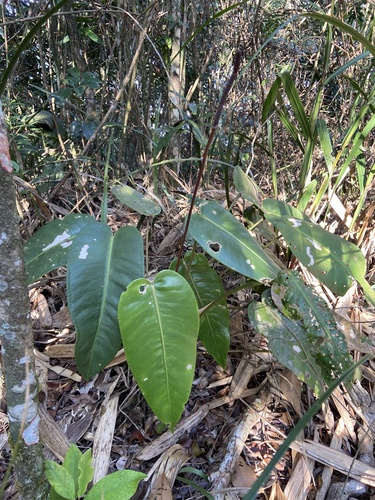 Anthurium lucidum, photograph 6