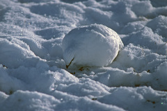 Lagopus muta macruros