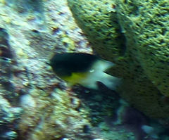 Stegastes partitus