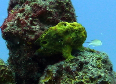 Antennarius multiocellatus