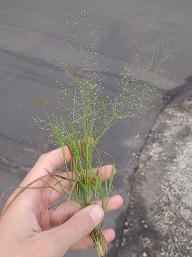 Frank's Lovegrass (Eragrostis frankii)