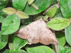 Blasticorhinus rivulosa