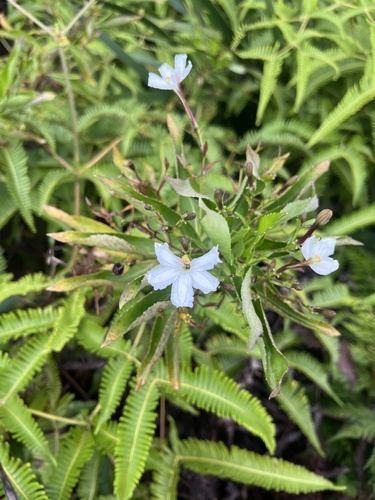 Scaevola chamissoniana observed 2025-08-13