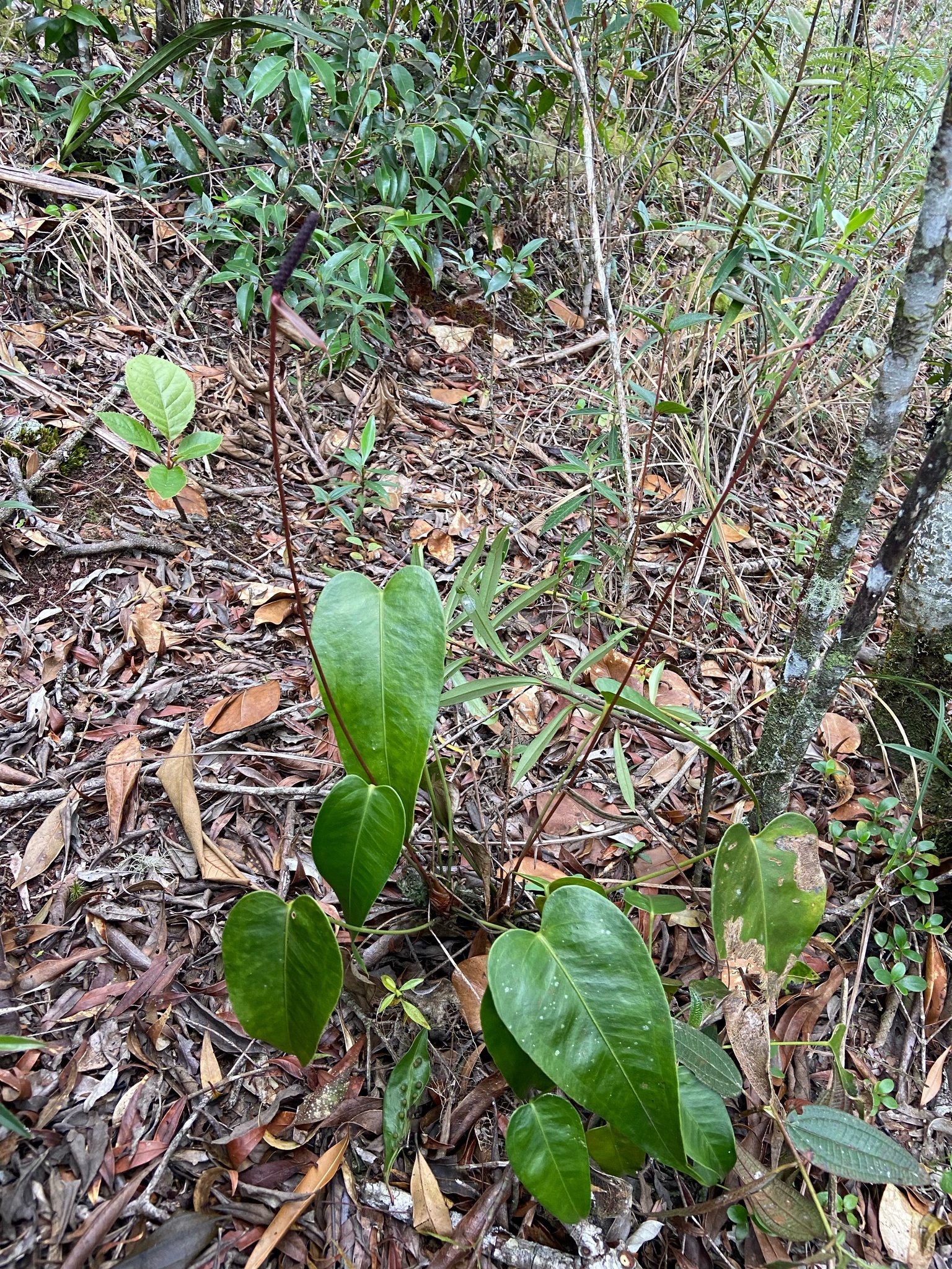 Anthurium parvum N.E.Br. 3