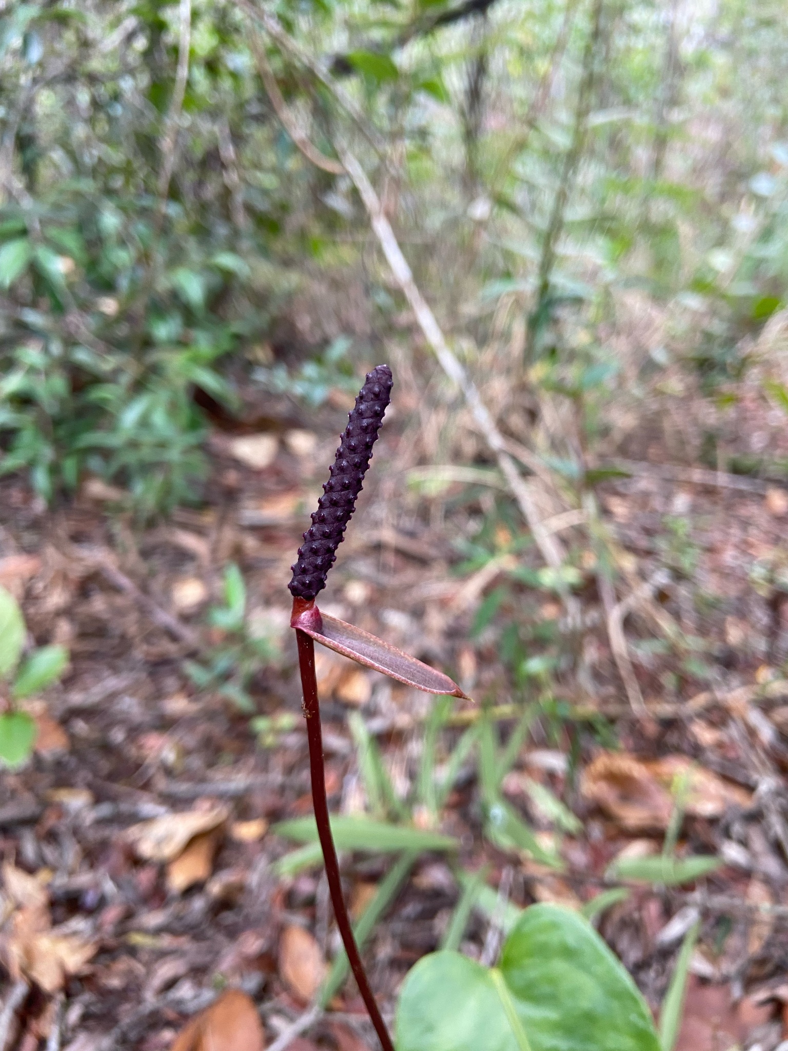 Anthurium parvum N.E.Br. 4