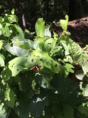 Adelpha cocala lorzae