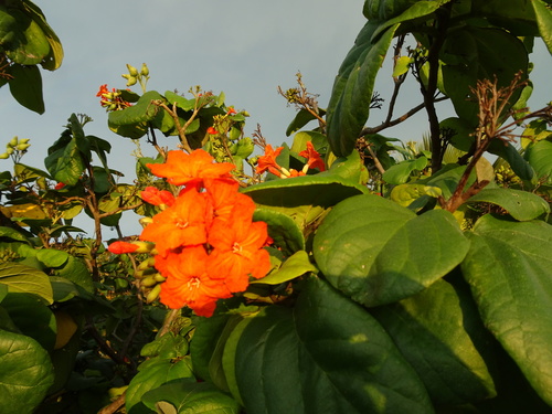 Scarlet Cordia