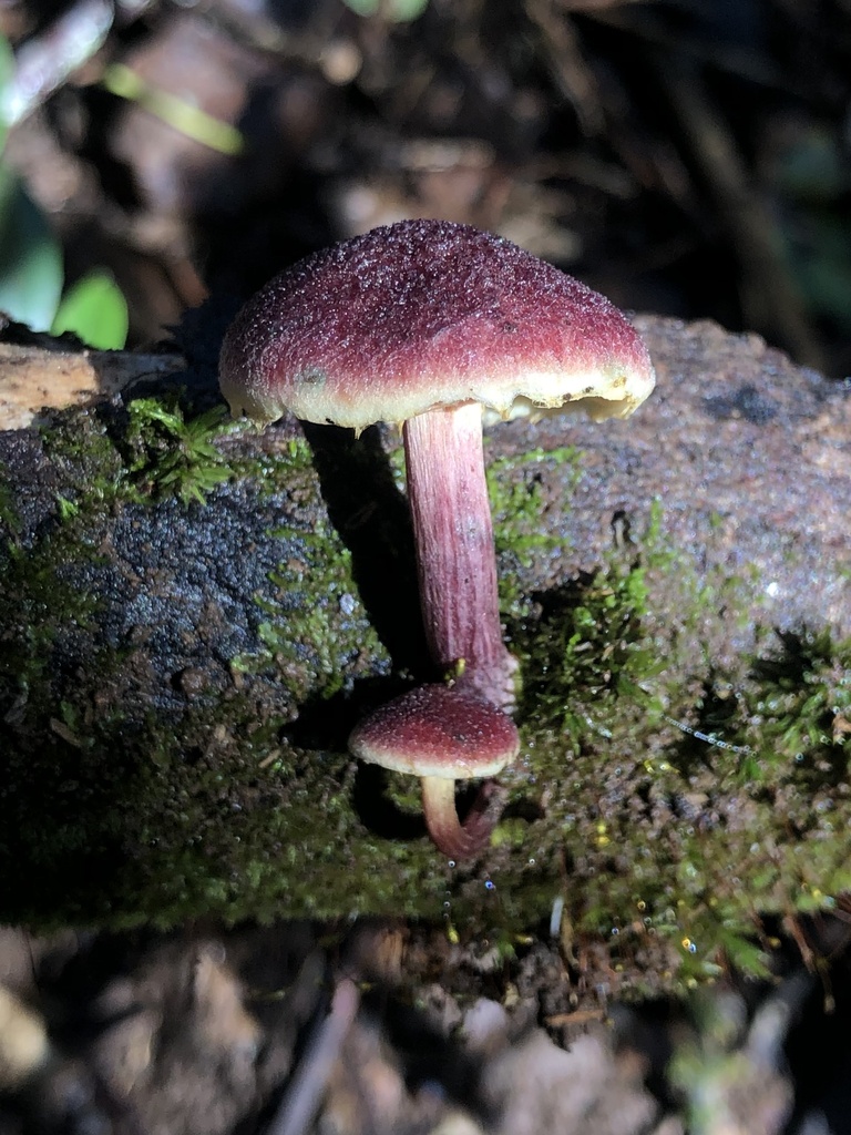 Gymnopilus dilepis · August 2025 · photo: © samb0 (iNaturalist, cc-by)