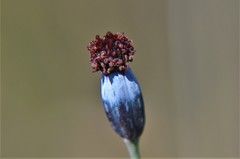 Porophyllum linaria