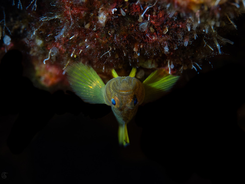 Priolepis, 2025-08-13