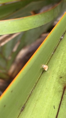 Partulina semicarinata observed 2025-08-13