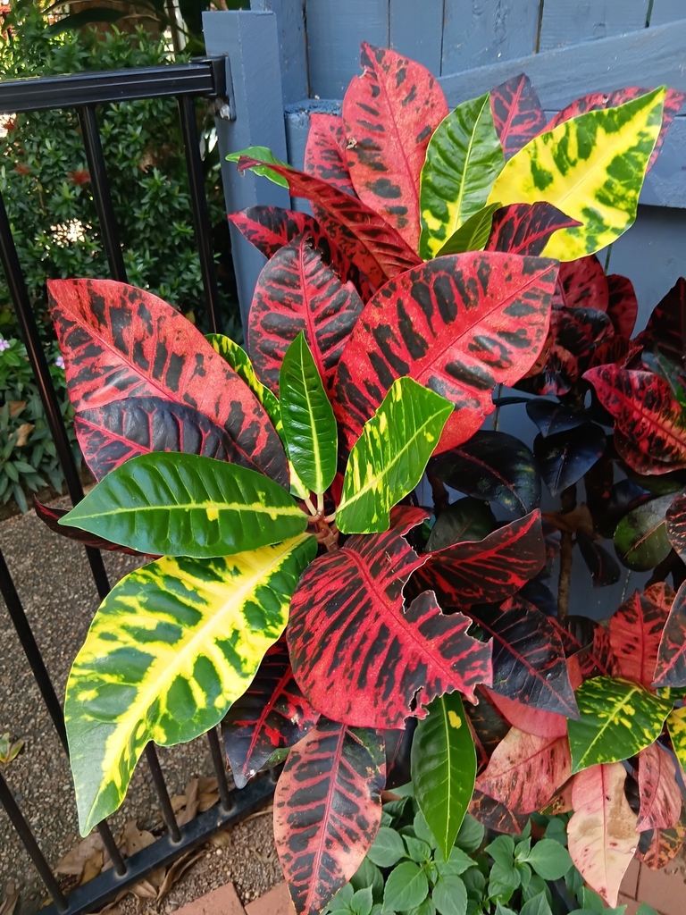 Croton shrub growing outdoors