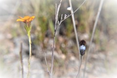 Porophyllum linaria