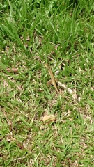 Calotes