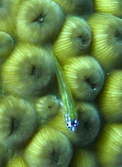 Coryphopterus lipernes