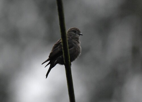 Ussher's Flycatcher (Artomyias ussheri), photo 8